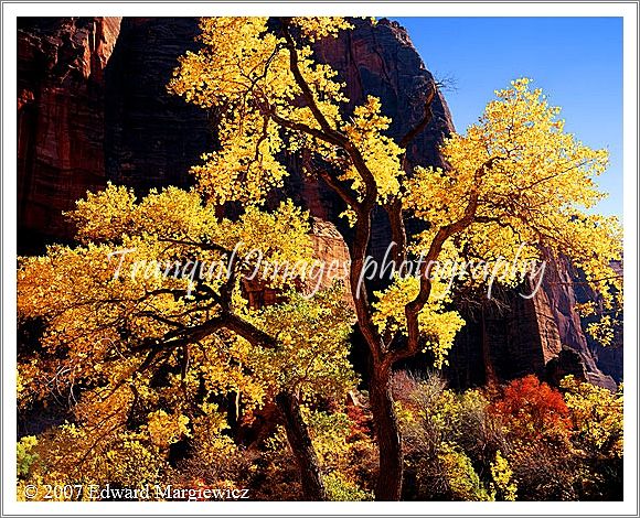 450480---A sunlit cottonwood near the Temple of Sinawava in Zion N.P.